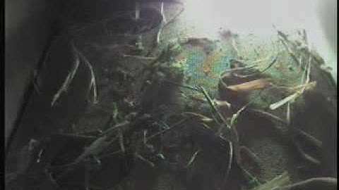 Swift exploring the nesting box / Gierzwaluw inspecteert nes