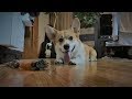 Corgi Runs Around