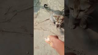 February 5, 2023 Cat