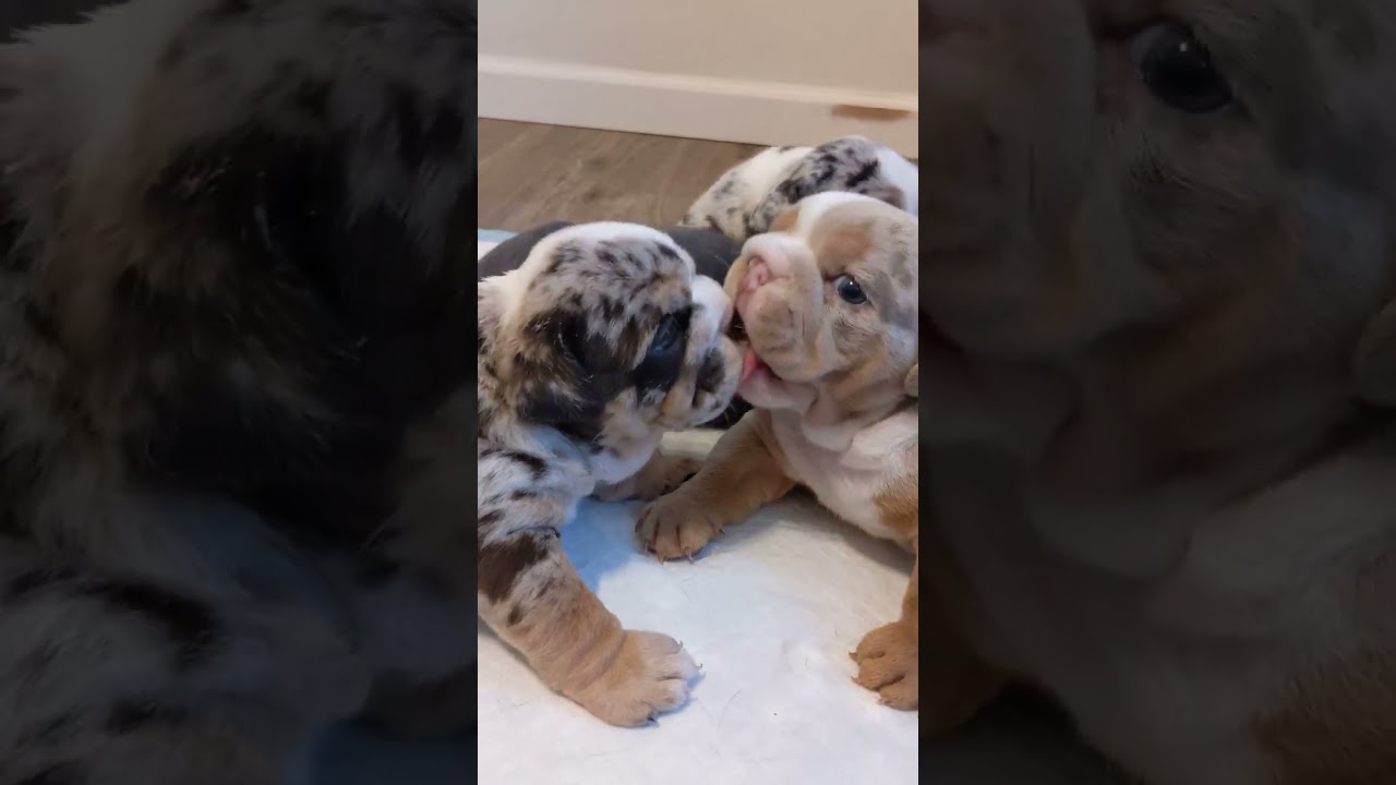 the cutest Merle English bulldog puppies kissing 💗