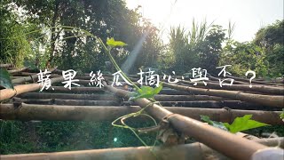 蘋果絲瓜種植～格局決定摘心與否？