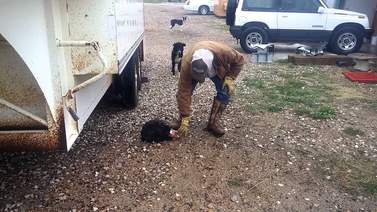 Deter and the feral cat YouTube