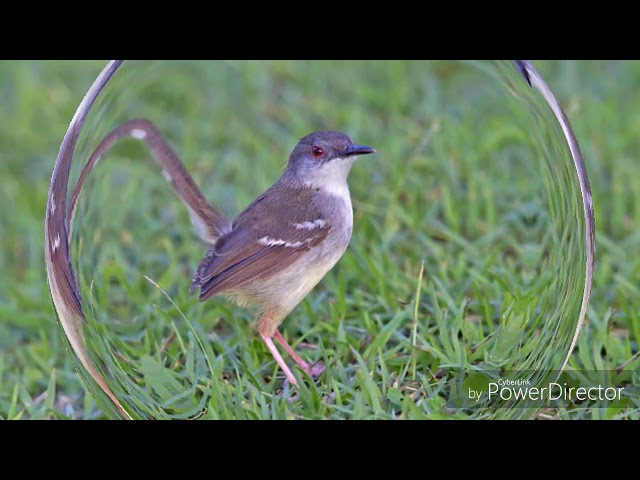 Suara burung Ciblek jantan dan betina class=