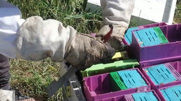 Confirming Queen Bees Emergence - Queen Rearing 6