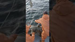 Close Call on a Big Halibut! #shorts #fishing