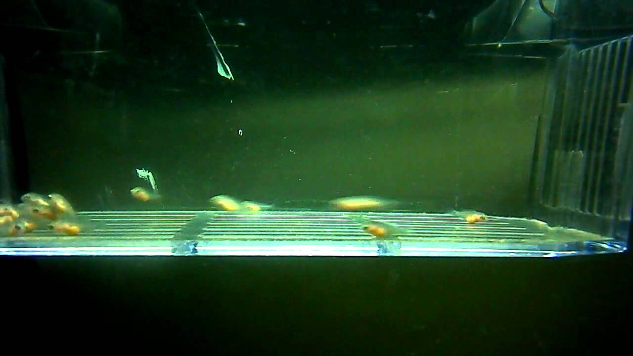 Yellow Lab Fry Yellow Lab Cichlid Fry - 5 Days Old - Mar 1, 2012 - YouTube