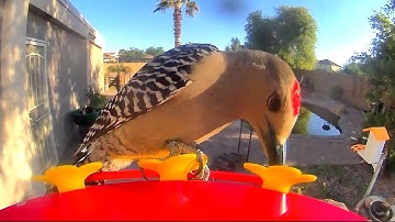 Smart Hummingbird Feeder with Camera