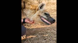 The Hyena King #Shorts | The Lion Whisperer