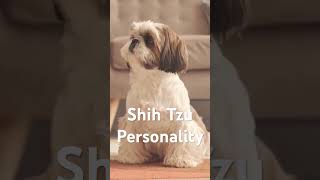Shih Tzu Personality  #shihtzus #shihtzu #dog #pet