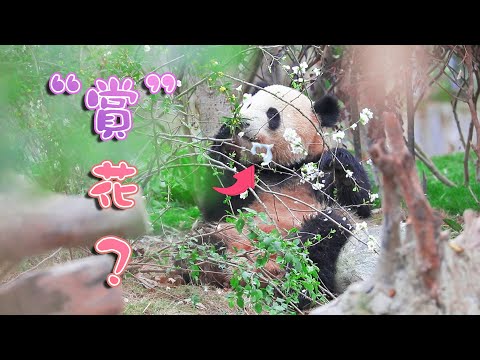 《熊貓早晚安》熊比花嬌系列 | iPanda熊貓頻道