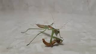 Férgek mantis kezelése - drerdos.hu