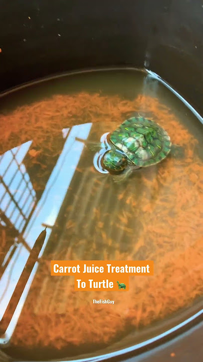 Swollen Eyes Treatment for Turtle #shorts #fishaquarium #turtle