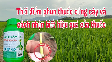 Giai đoạn phun thuốc cứng cây giúp lúa ngắn lóng đồng to hiệu quả