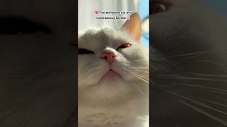 Хорошего настроения всем✨ #питомцы #кошкисобаки #котики #приколы #тренды #рек #shorts #юмор #приколы