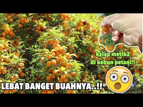 Video: Berapakah pendapatan seorang petani buah-buahan?