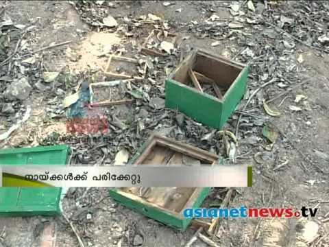 Bears Spotted in Vallakkadavu, Idukki : Vartha Prabhatham