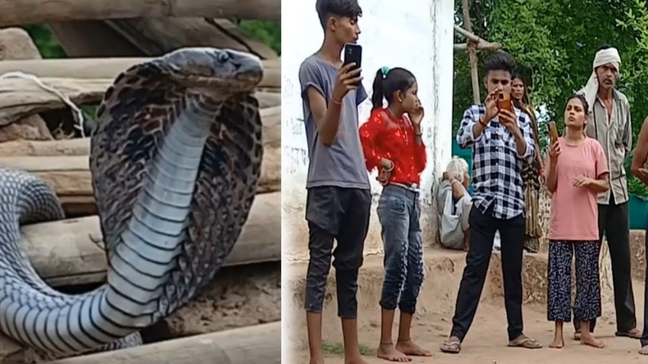 indian spectacled cobra rescue || करिया सांप !! najanaja || gulab mehra ||