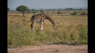 Safari To Murchisons National Park River Nile Uganda