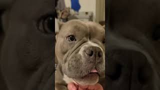 Freya Doing Cute Dog Tricks