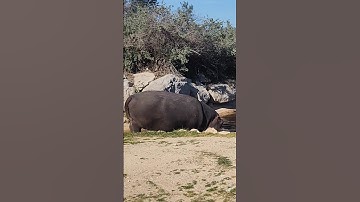 #ماشاءالله #قران_كريم #قرآن #سورة_الكوثر #اللهم_صل_وسلم_على_نبينا_محمد #فرس_النهر #اكسبلور #quran