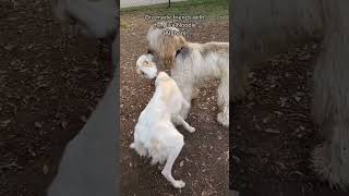 That time the girls met an #Afghan  #dog #russianwolfhound #borzoipuppy #borzoi #spins #hosegoat