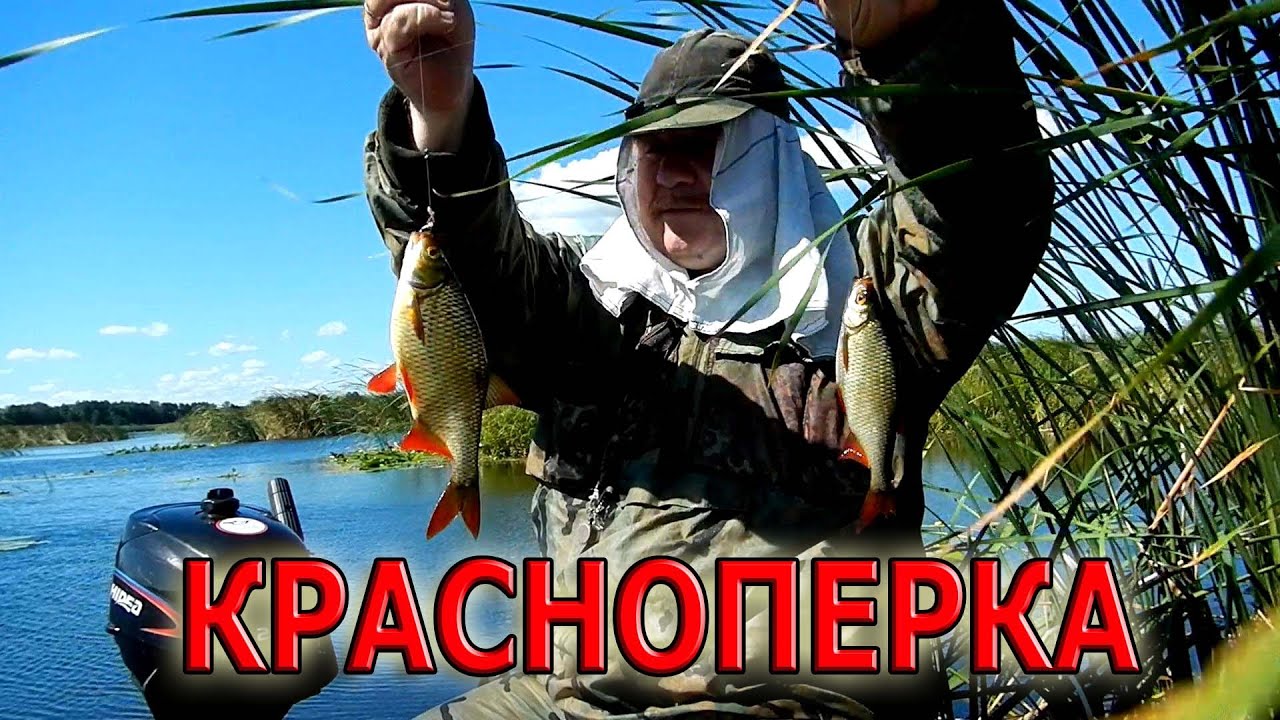 Рр3 красноперка волга
