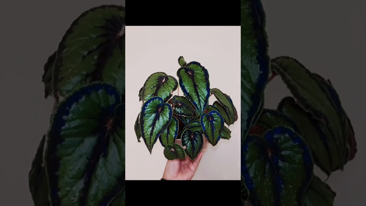 Begonia dinhdui for Sale – Begin With Plants
