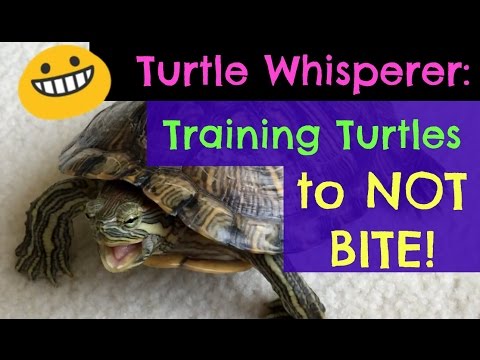 Turtle Adventures: Turtle Whisperer - Training Turtles to NOT BITE!