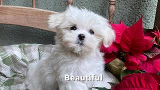 Gorgeous Tiny Maltese Shihtzu pups in Florida