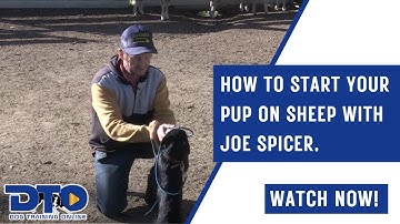 How To Start Your Pup On Sheep With Joe Spicer.