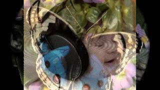 Hakan Yeşilyurt Acıaya Gülmek (Silaya Hasret Gözyaşlarim) Resimi