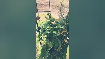 Why need Climbing Plant Net instead? #climbingplants #trellis