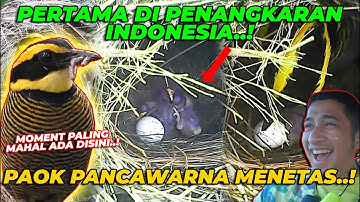 #02 PAOK | TERHARUU..! MOMENT INI YG DI TUNGGU2.. PAOK PANCAWARNA BERHASIL MENETAS PERTAMA KALINYA.!
