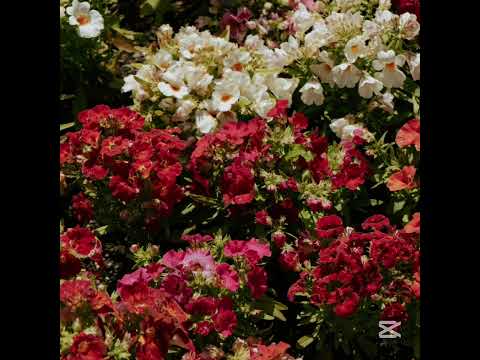 عطر اللهم روض المصطفي بصلاة وسلام مولاناكرتس اناشيد إسلامية بدون موسيقى بدون مؤثرات بدون ايقاع