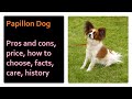 Papillon. Pros and Cons, Price, How to choose, Facts, Care, History の動画、YouTube動画。