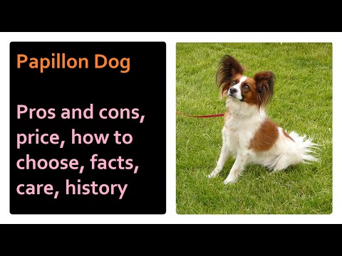 Papillon. Pros and Cons, Price, How to choose, Facts, Care, History