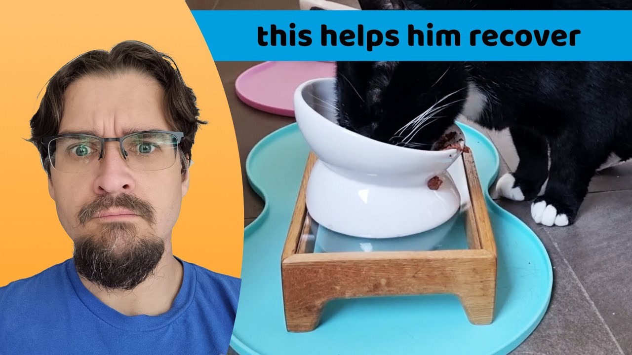 Cat Food Riser Cat dinner table || DIY food riser to help a recovering cat - YouTube