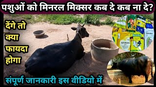 पशुओं को मिनरल मिक्सर कब दे कब नहीं दे?||Mineral Mixture Powder khilane ke fayade||Kab khilaye