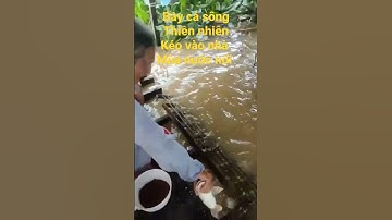 Đàn cá sông kéo vào nhà ngập nước