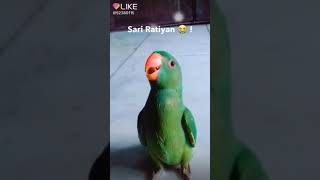 Parrot talking screenshot 5