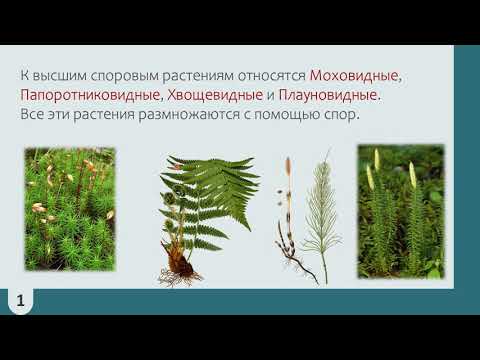 Высшие споровые растения. Урок биологии (5 класс)