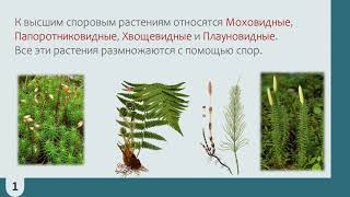 Высшие споровые растения. Урок биологии (5 класс)