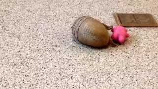 Rollie, a southern threebanded armadillo, playing