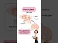 pineal gland #learnbiology #biology #studybiology #cbsebiology #ncert #neet #education #shorts