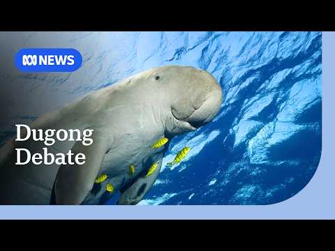 Decline in dugong population prompts calls for action in Gulf of Carpentaria | ABC NEWS