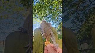 🐿 More squirrels from Grove Park #bekindtoanimals #squirrel 🐿