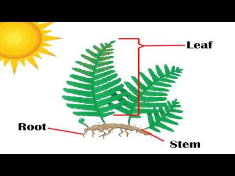 The Life Cycle of Fern