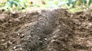 Allotment Gardening For Dummies by Sven Wombwell