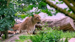 La loutre cendrée - Zoo parc de Tregomeur : proche St Brieuc en