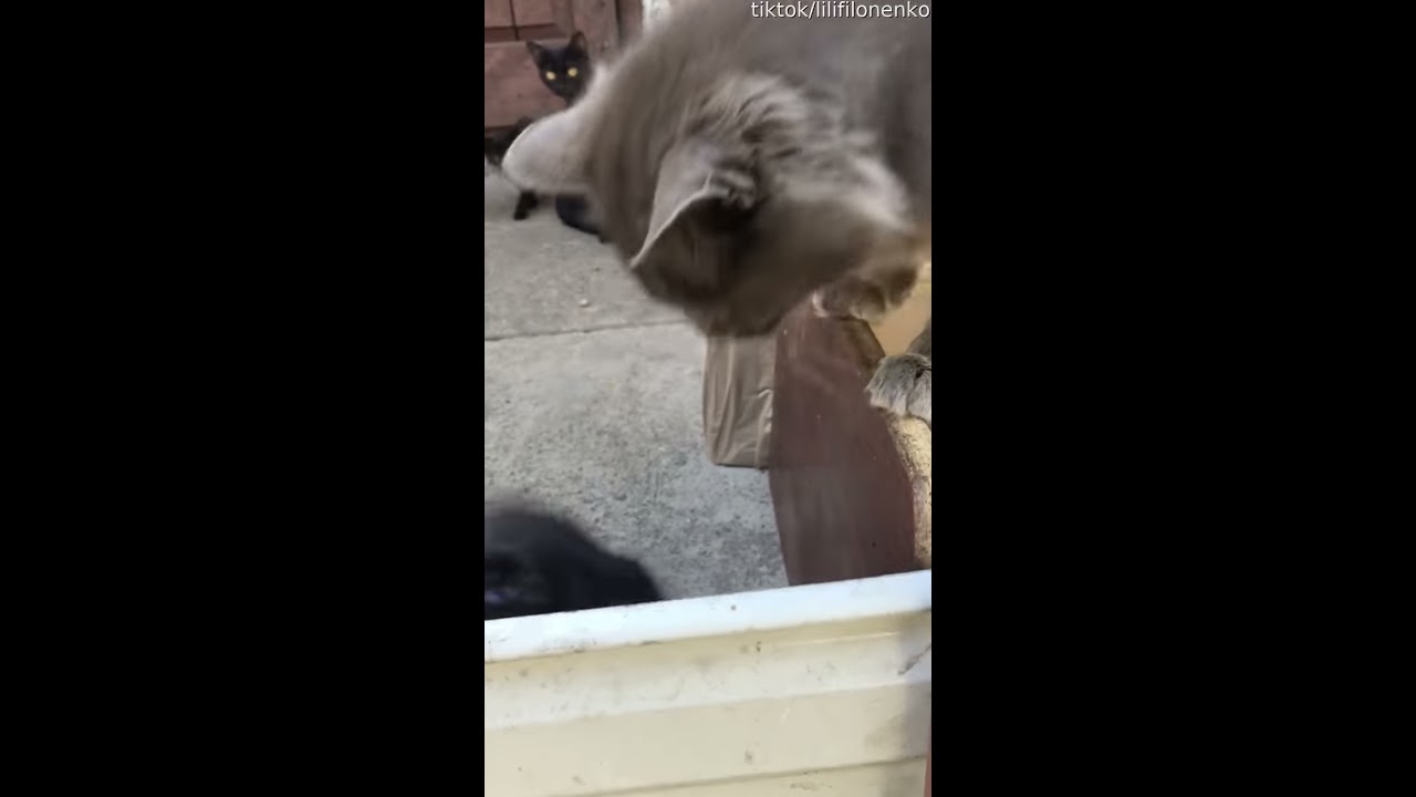 Mother Cat Protects Her Kitten ViralHog